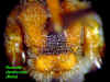 nomdenmalescutellum.JPG (75252 bytes)