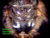 perbeqfempropodeum.JPG (69192 bytes)