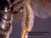 prosolfemtibiascopa3.GIF (522310 bytes)