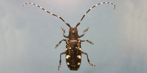 Asian longhorned beetle Asian longhorned beetle