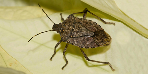 brown marmorated stink bug brown marmorated stink bug