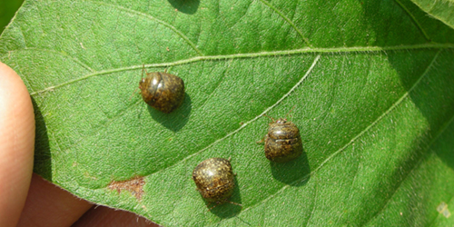 kudzu bug kudzu bug