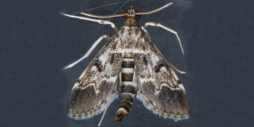 European pepper moth European pepper moth