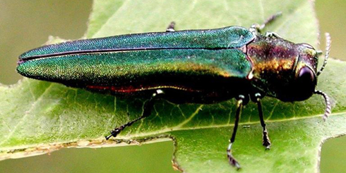 emerald ash borer emerald ash borer