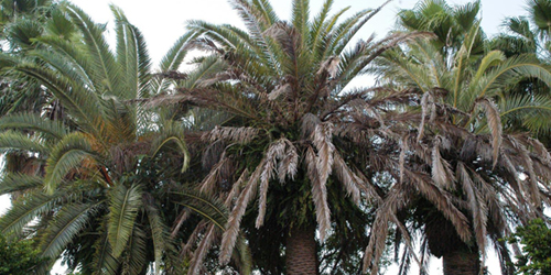Texas Phoenix Palm Decline Texas Phoenix Palm Decline