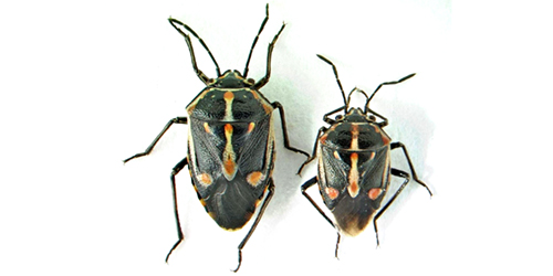 bagrada bug bagrada bug