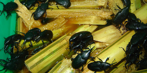 South American palm weevil South American palm weevil