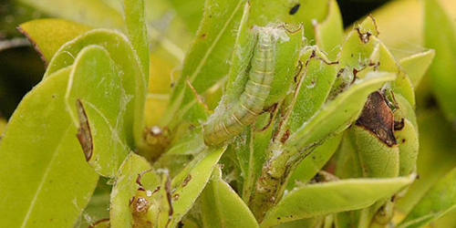 light brown apple moth light brown apple moth