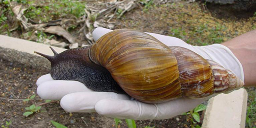 giant African land snail giant African land snail