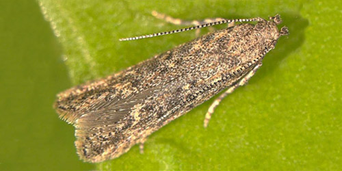 <em>Tuta absoluta </em> Tuta absoluta