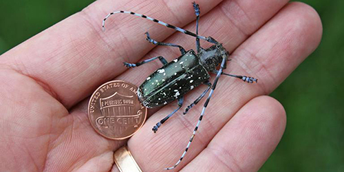 Asian Longhorned Beetle, Joe Boggs-OSU, Bugwood.org