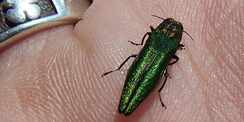 Emerald Ash Borer