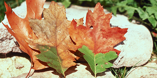 Oak Wilt