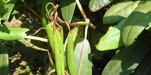 Ramorum Blight leaf and shoot wilt,M.Daughtrey-Cornell University