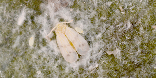 Bondar's nesting whitefly