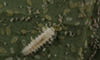 Nephaspis_larvae