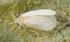Citrus whitefly adult