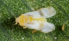 ficus whitefly adult