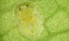 Ficus Whitefly pupa