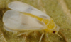 Fig Whitefly, adult
