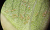 Fig whitefly eggs 