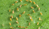 ficus whitefly eggs