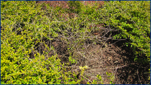 Landscape shrubs damaged by nematodes, photo