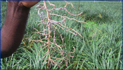 photo of landscape plants damaged by nematoldes