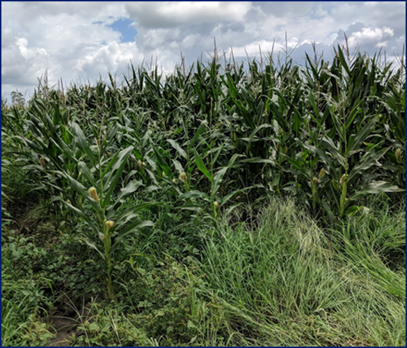 rows of crops in a field