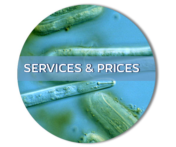 button link to the Services and Prices page