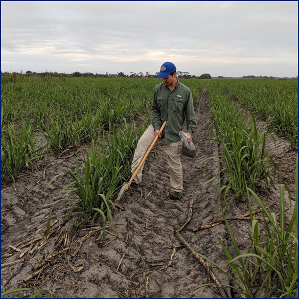 photo of a student working in row crops checking for nematodes