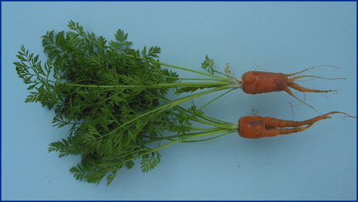 carrots damaged by nematodes