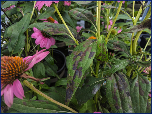 foliar nematode damage on purple cone flower