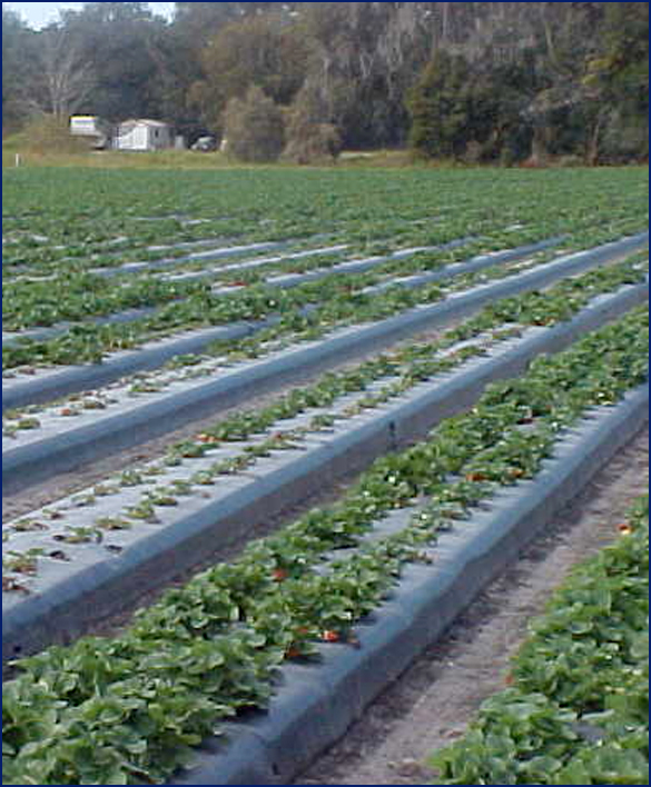 field crops, rows