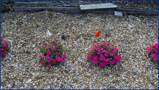 flowers planted in a landscape surrounded by rock