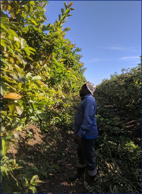 man with fruit trees