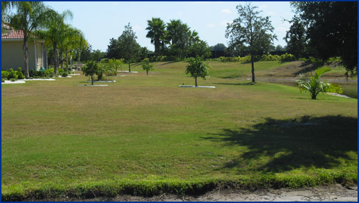 Sting nematode damage on a bermuda grass lawn