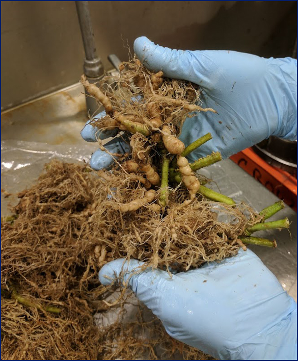 vegetable roots being processed in a lab
