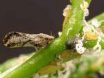 A close up image of asian citrus psyllid, the vector of citrus greening disease. Photo credit M. Rogers.