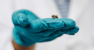 A honey bee resting on a gloved hand