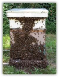 A beehive with many honey bees on the exterior
