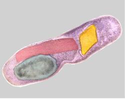 A colored image of Bacillus thuringiensis. Credit Neil Crickmore