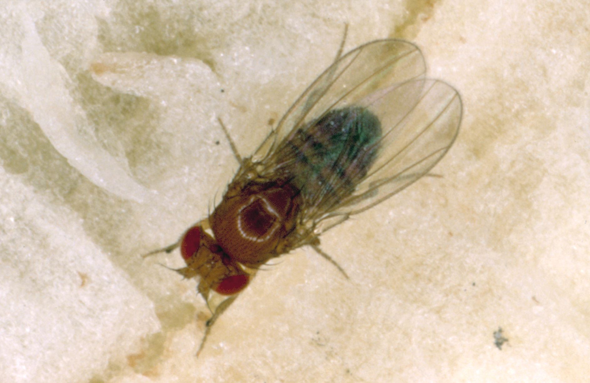 A fruit fly