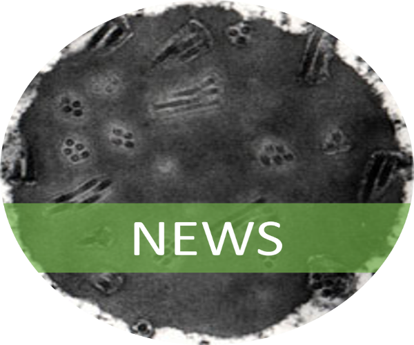 An electron microscome image of a baculovirus with a banner stating that this links to the news page