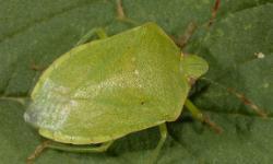 A southern green stink bug adult. Photo credit Lyle Buss