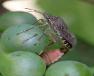 Two Southern Green Stink Bug Nymphs on a cluster of grapes