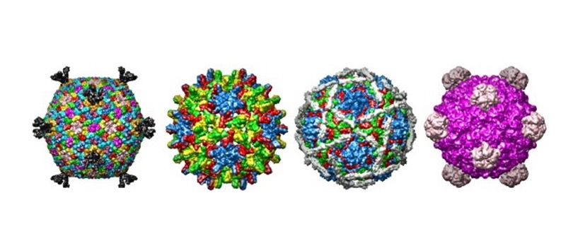 Composite image of four different viral envelope structures