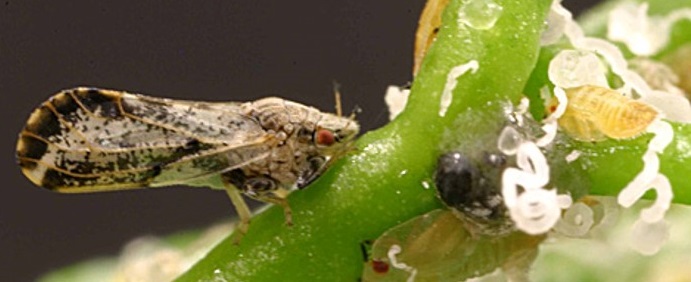 A close-up image of an asian citrus psyllid, the vector of citrus greening disease. Photo credit USDA M Rogers 