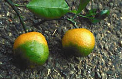 Citrus affected by huanglongbing. Photo by TR Gottwald and SM Garnsey, USDA-ARS.