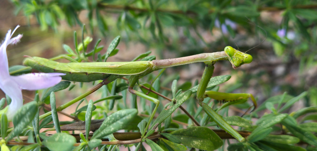 A praying mantis